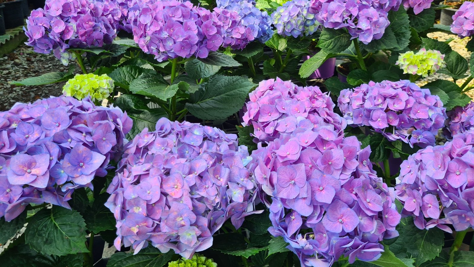 Dense clusters of sky-blue to purple flowers with tightly packed, ruffled petals and green, serrated leaves forming a vibrant bush, viewed from above.
