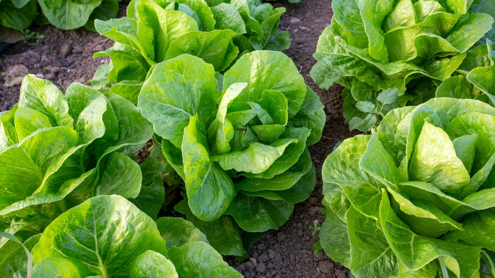 Soft, buttery-textured green leaves form loose, rounded heads nestled closely together in the garden bed.
