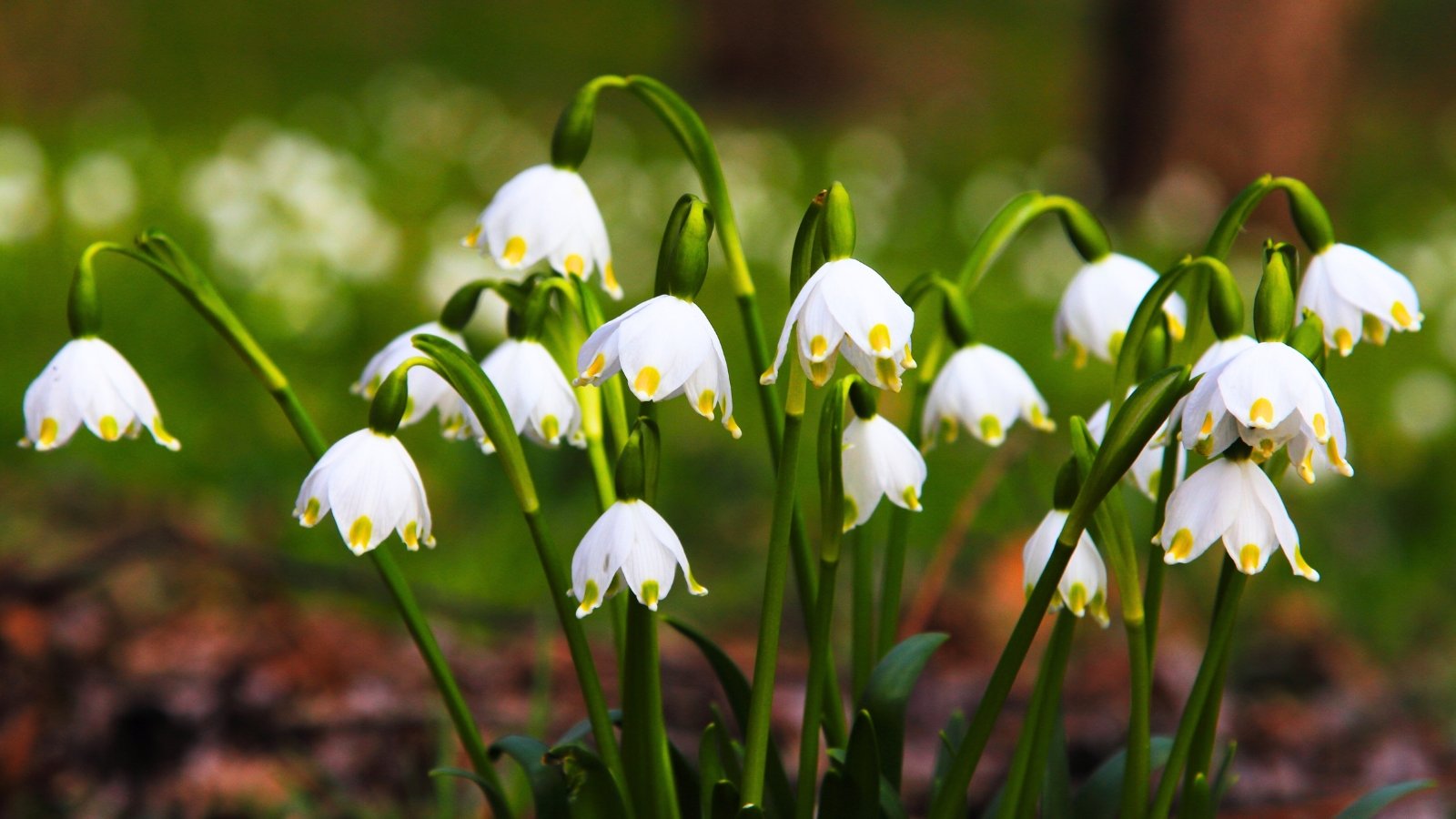 Numerous nodding, bell-shaped white flowers with a delicate green or yellow spot on each petal tip hang from arching green stalks.