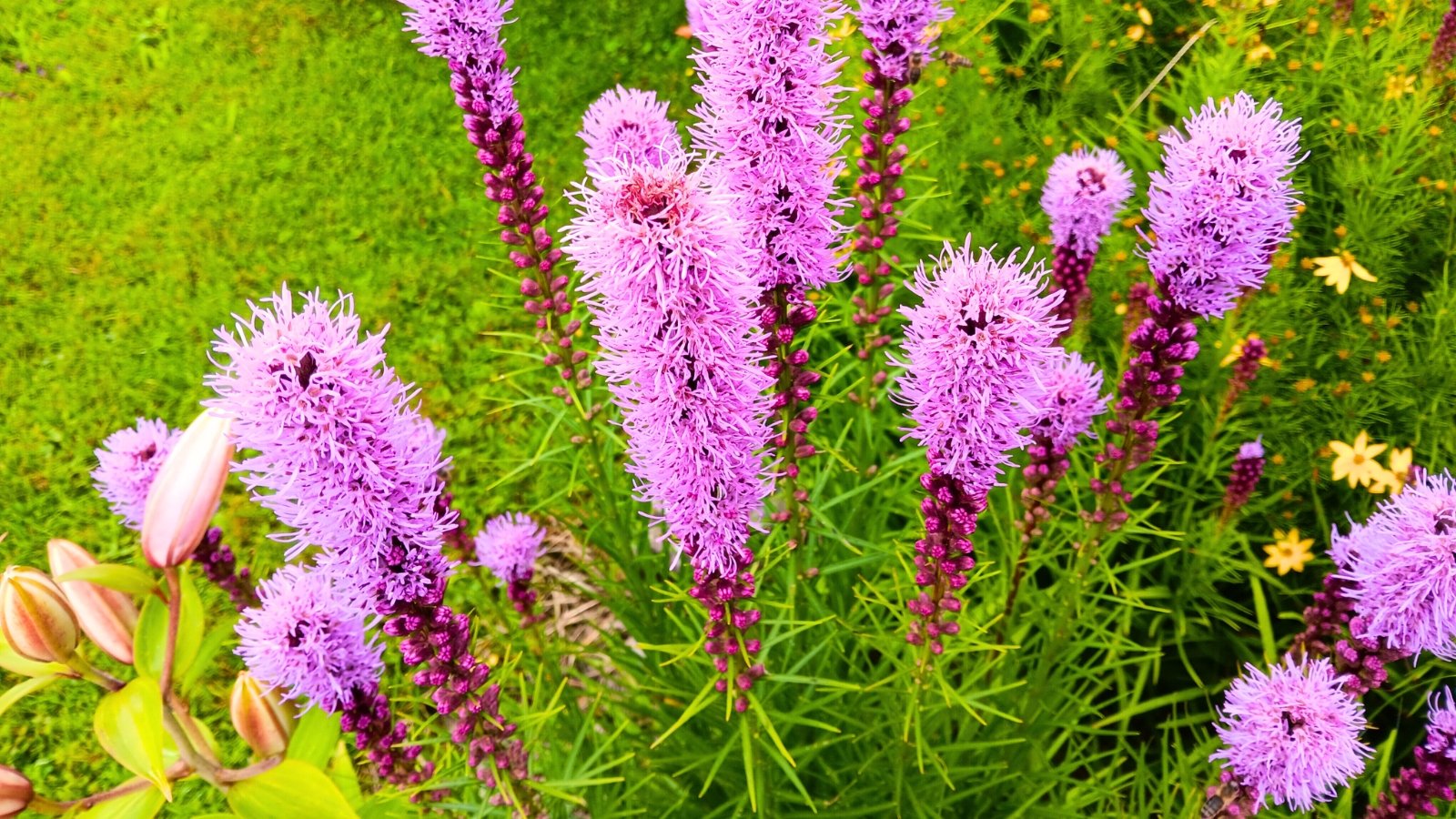 Vertical spikes of numerous small, fuzzy, vibrant purple-pink flowers that open from the top down.