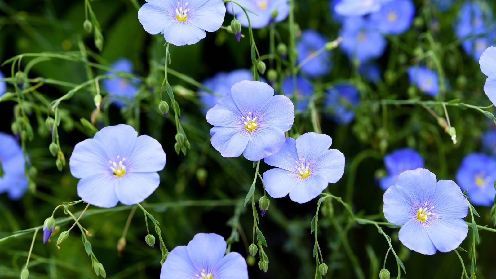 Delicate, five-petaled, saucer-shaped flowers in a soft periwinkle blue, each with a yellow center, held on slender stems.
