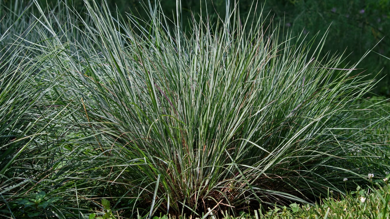 Clumps of narrow, upright blue-green leaves are topped with delicate tan flower plumes, with reddish highlights appearing on the foliage for a warm, textured look.