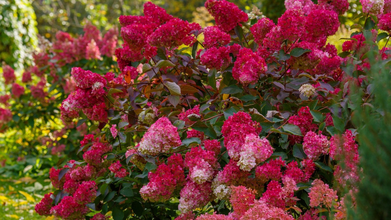 Compact shrub with abundant cone-shaped flower clusters that open pale green, shift to creamy white, and mature into shades of pink and rich red, surrounded by dark green serrated leaves.