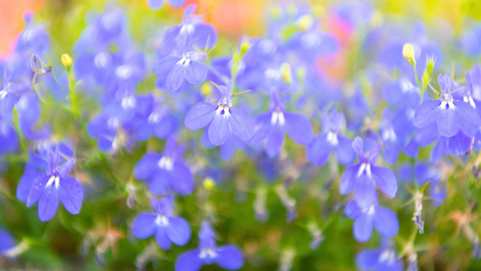 A close-up of numerous tiny, soft blue, two-lipped flowers with small white throats, creating a hazy field of color.