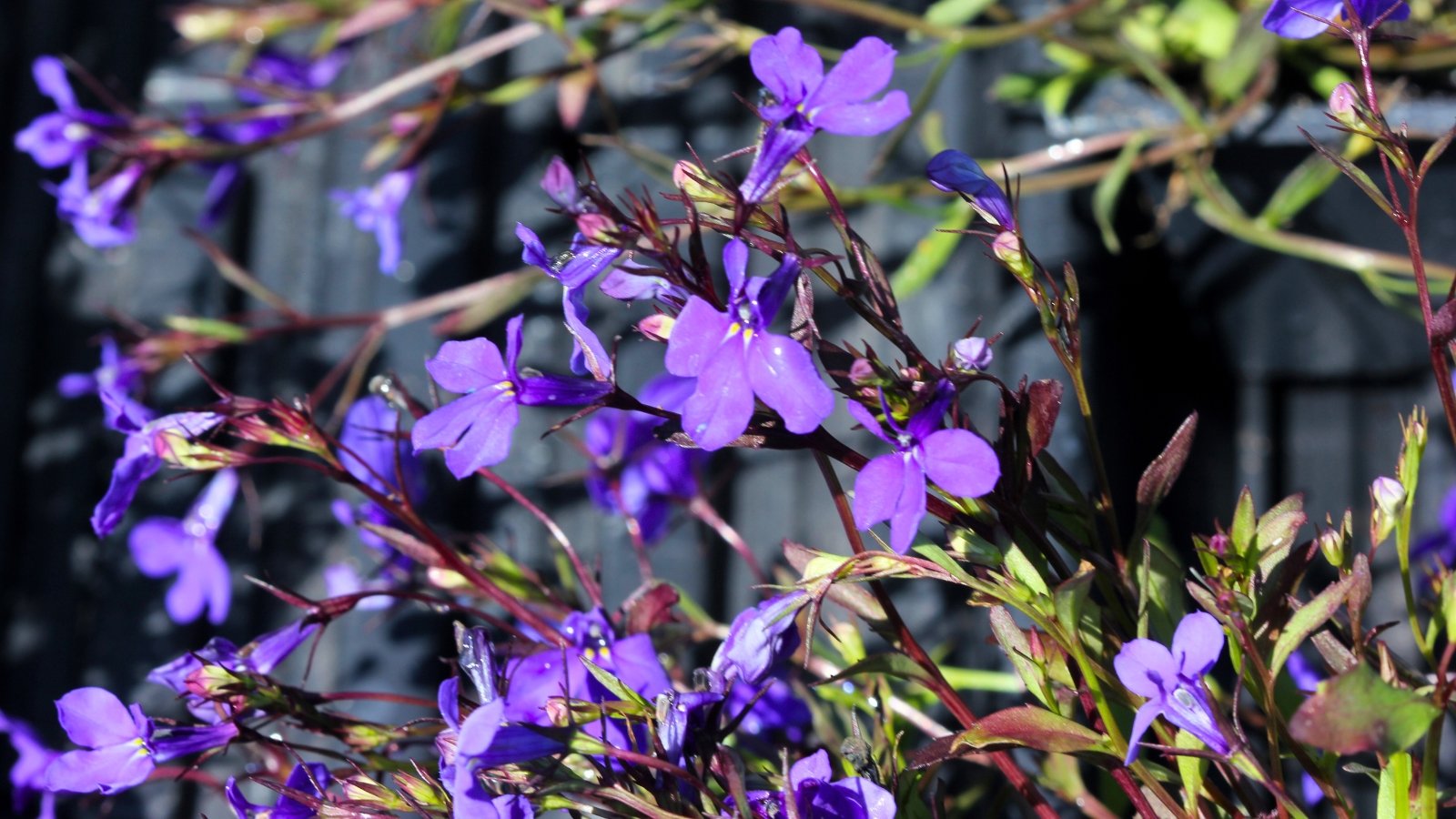 Tiny, intensely purple-blue, two-lipped flowers scattered along thin, reddish-brown stems.