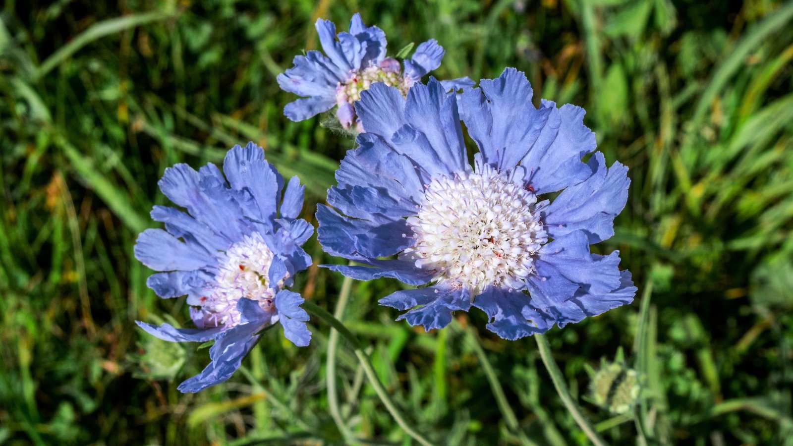 Three wide, lavender-blue flower heads with ruffled ray florets surrounding a dense, creamy-white pincushion center.