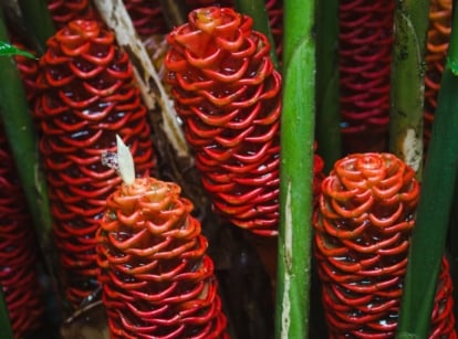 Lovely red flowers in soil pine cone ginger, placed somewhere with moderate light appearing damp surrounded by deep green leaves