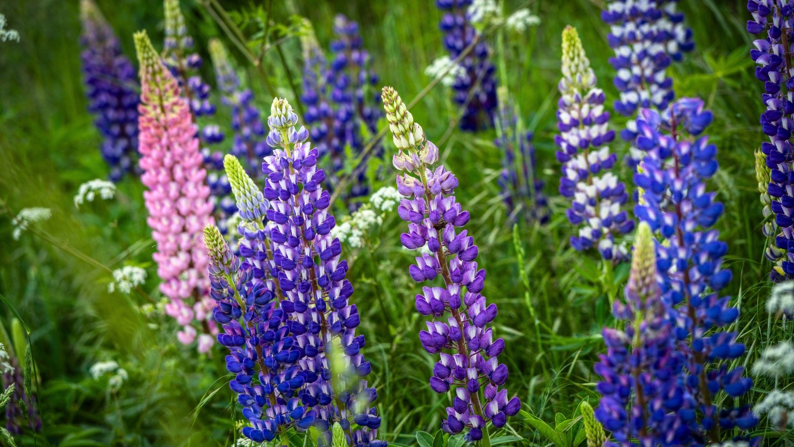 Tall, conical spikes densely packed with small, pea-like flowers in shades of vibrant blue and soft pink.