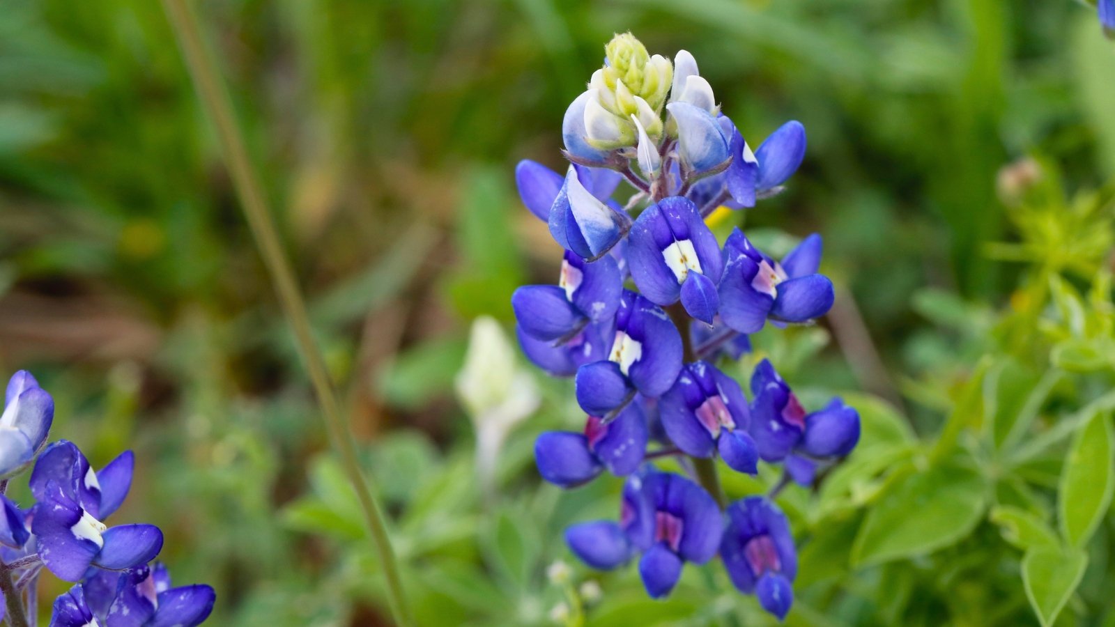 A dense spike of deep violet-blue blossoms, each with a small white patch, rising above a blurred green background.