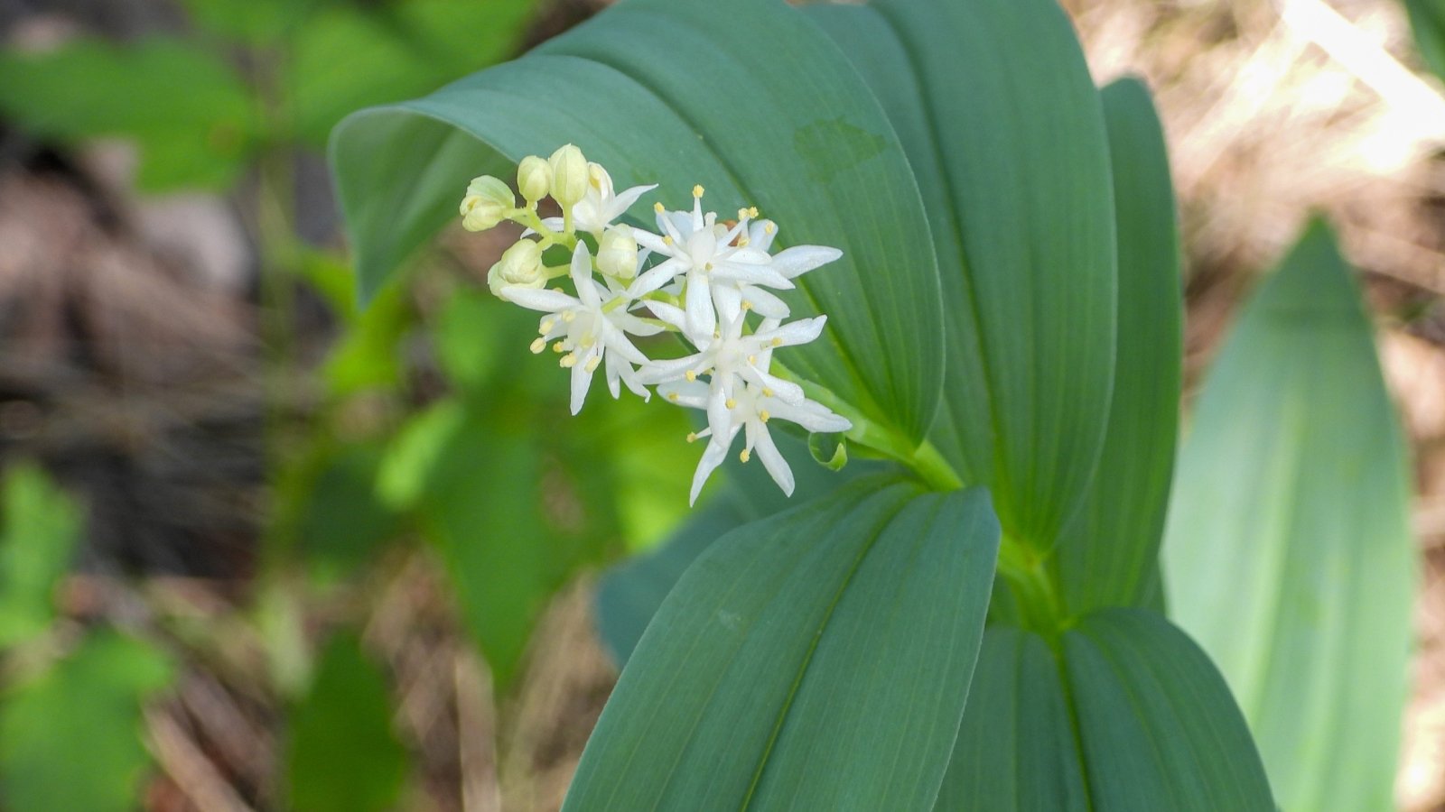 Delicate white star-shaped flowers sit atop slender stems with narrow bluish-green leaves in a garden setting.