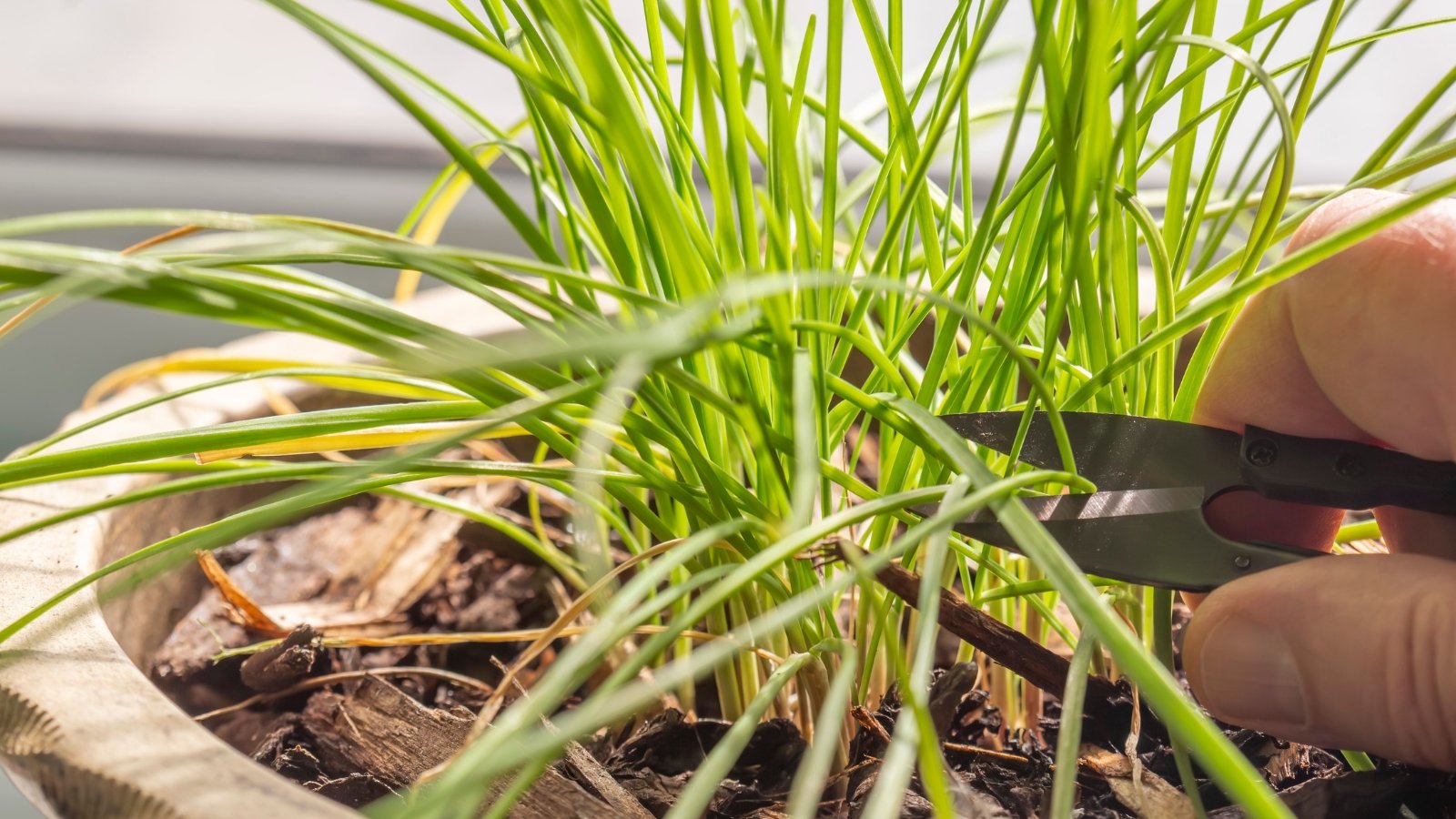 Man trimming tall green garlic leaves growing densely in a large clay pot.

