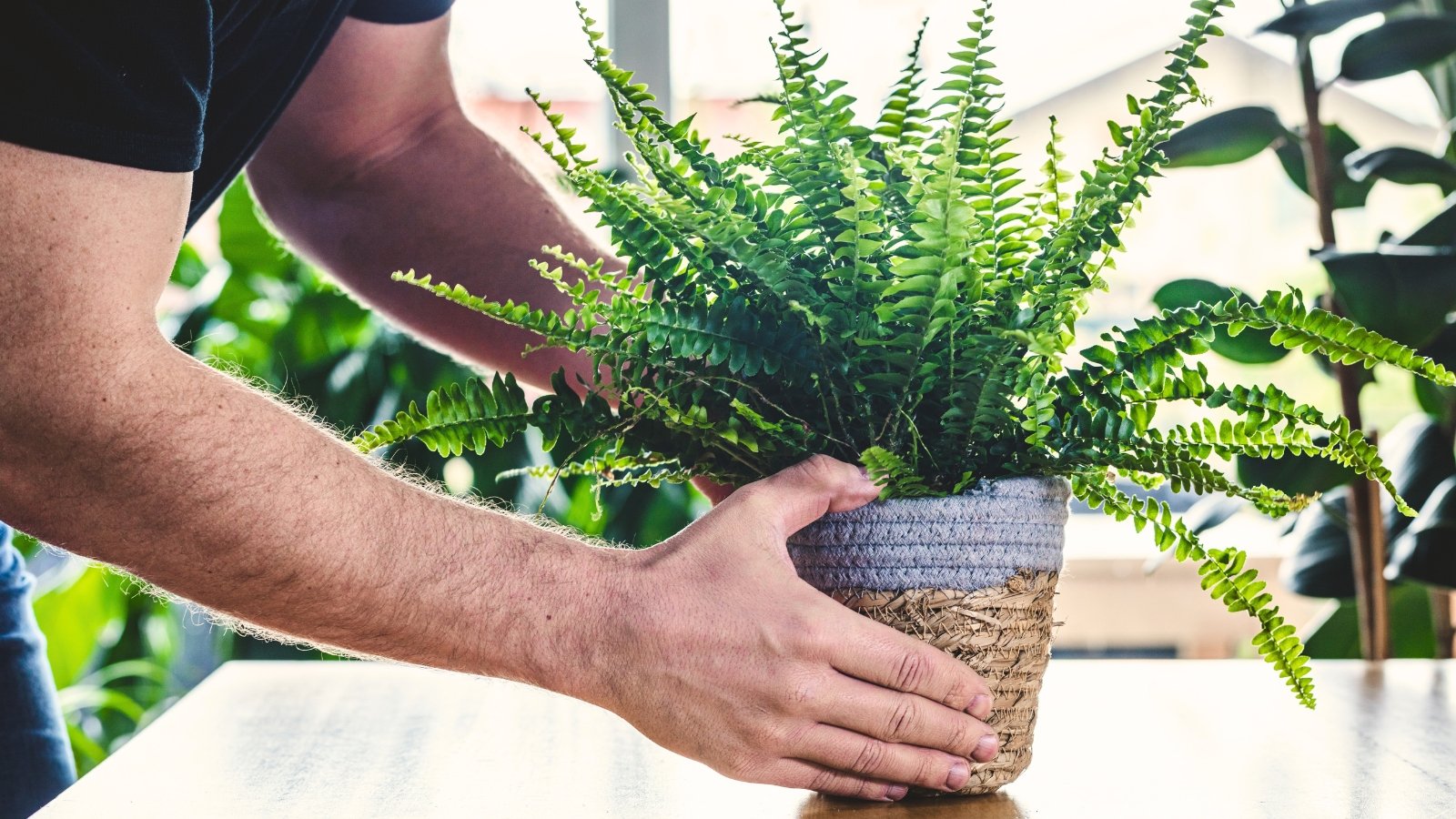 A man places a potted Nephrolepis exaltata with lush arching green fronds on a table in front of a bright indoor window.