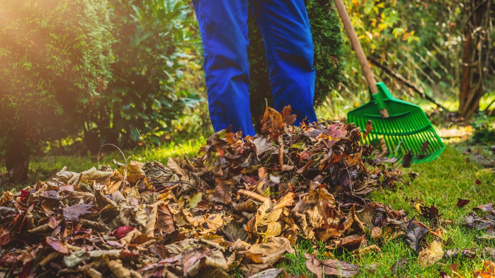Man in blue overalls raking vibrant autumn leaves from a green lawn in a garden filled with evergreen trees and shrubs.