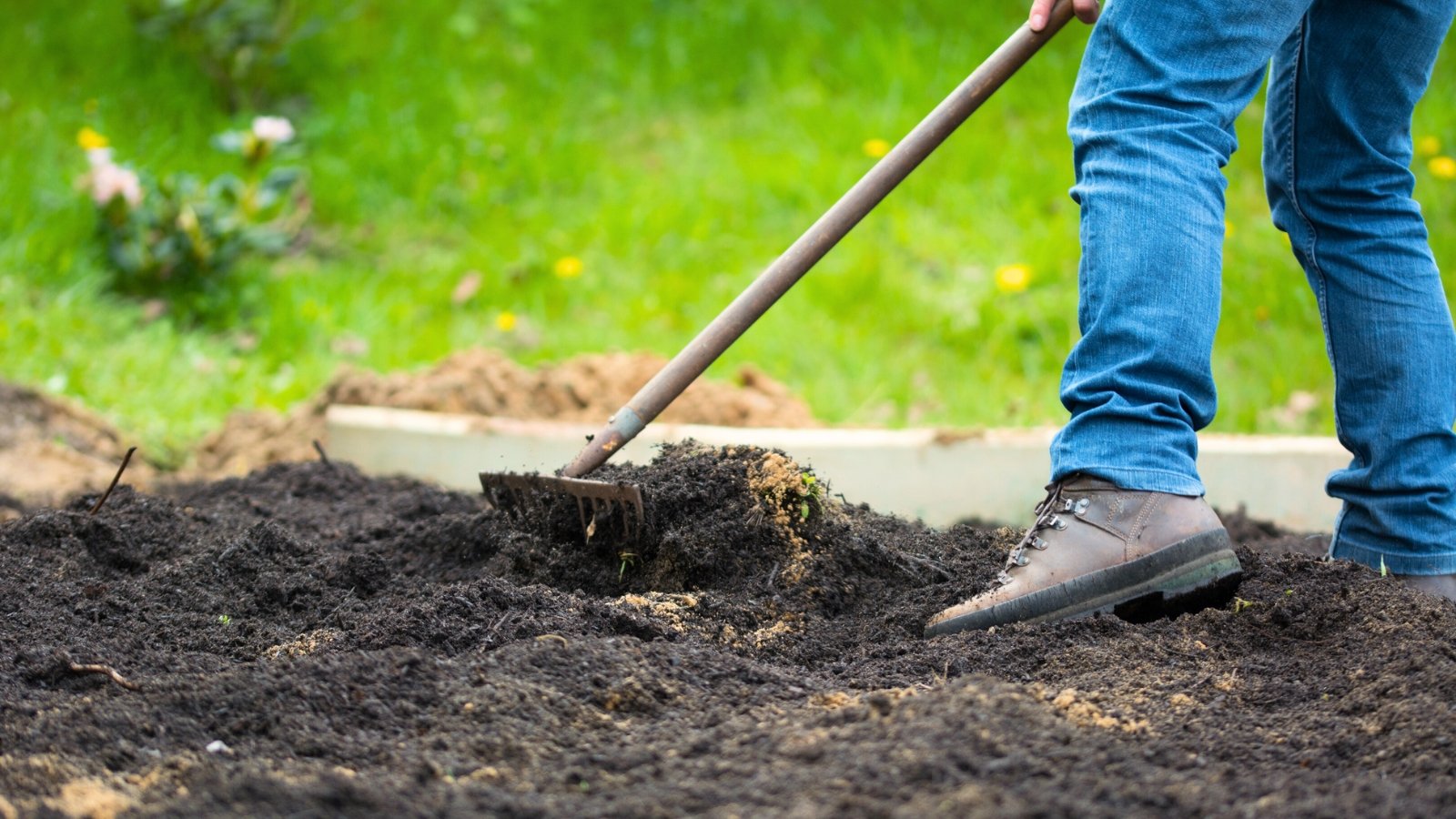A male gardener in jeans uses a rake to evenly spread dark, crumbly compost over a garden bed to enrich the soil.