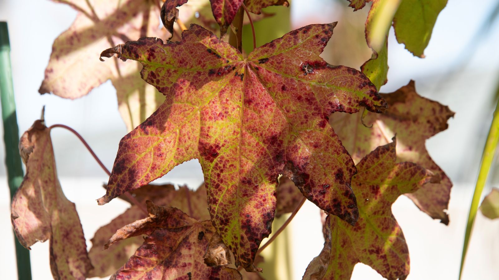 Maple leaves appearing damaged because of an infection that causes lesions and brown spots on the leaves' surface
