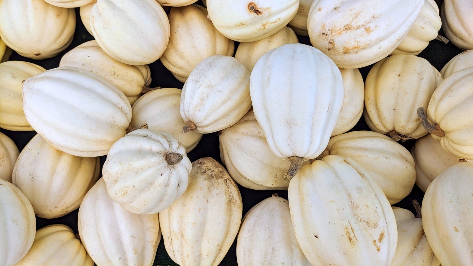 A pile of pale, cream-colored, acorn-shaped squash fruits with ribbed, matte skin rests stacked together.