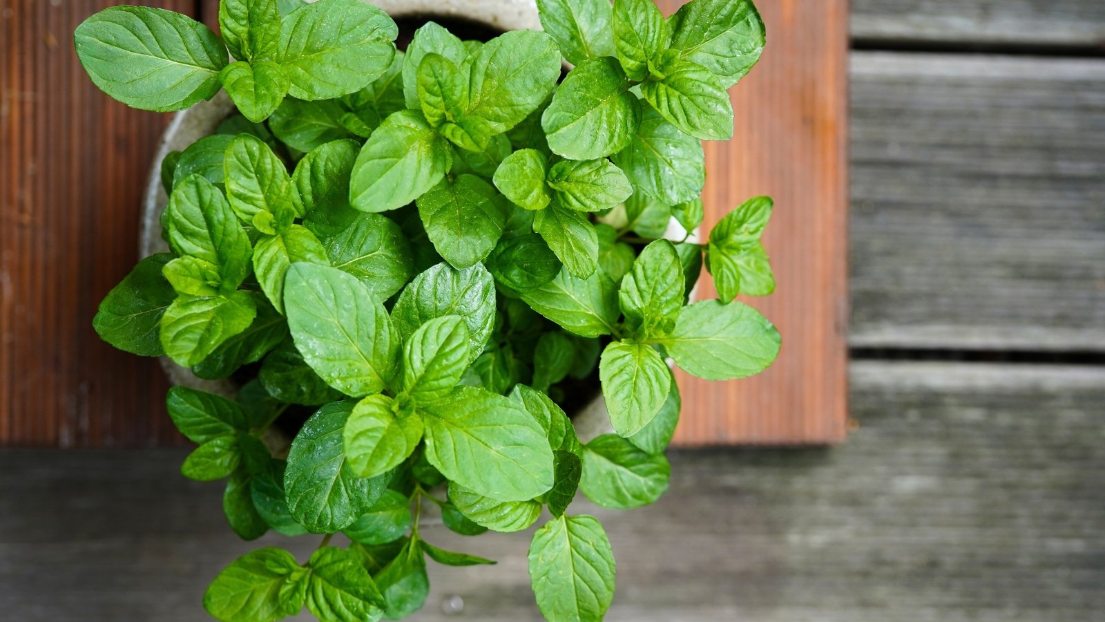 A close-up, overhead view shows many bright-green, textured, oval leaves with serrated edges densely packed in a small terracotta pot.