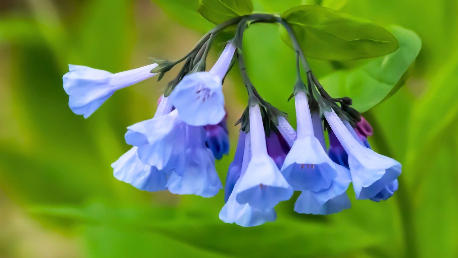 Hanging clusters of light periwinkle-blue, trumpet-shaped flowers with a hint of purple at the tips, on slender stems.
