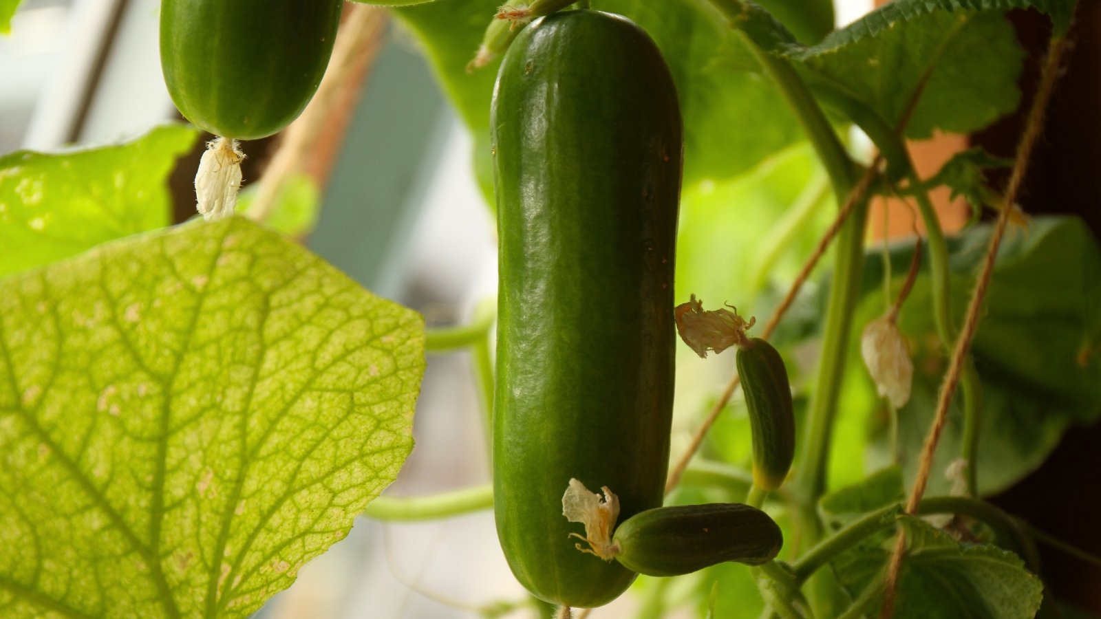 Small, elongated cucumbers with smooth, bright green skins hang from slender, twisting vines surrounded by dark green leaves and tendrils.