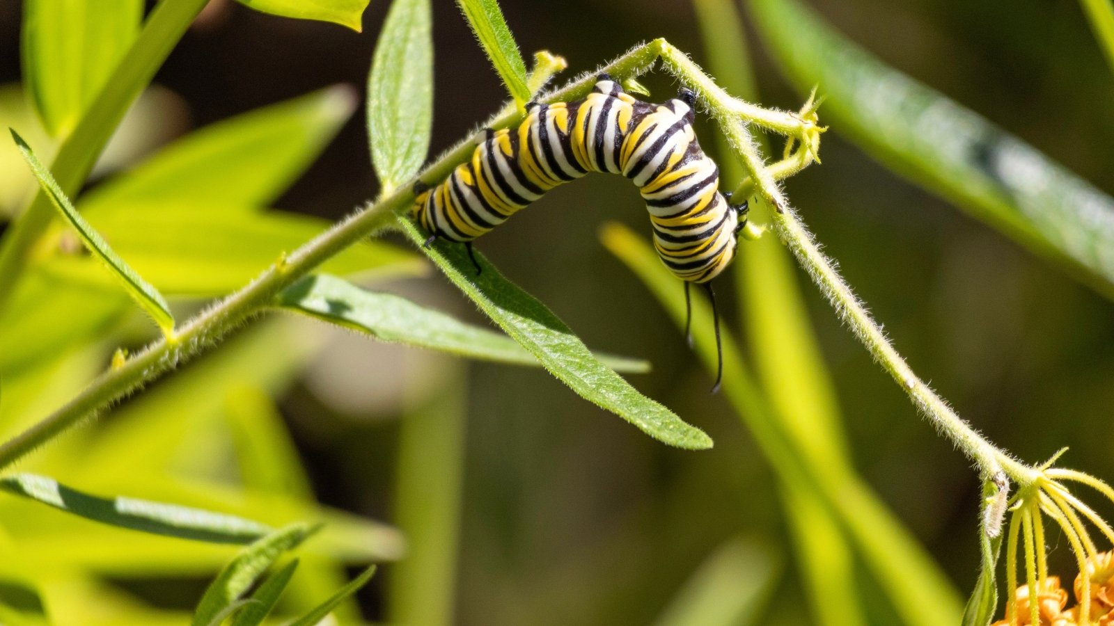 A Monarch caterpillar with yellow, black, and white stripes munches on the green stems of a native butterfly weed plant.