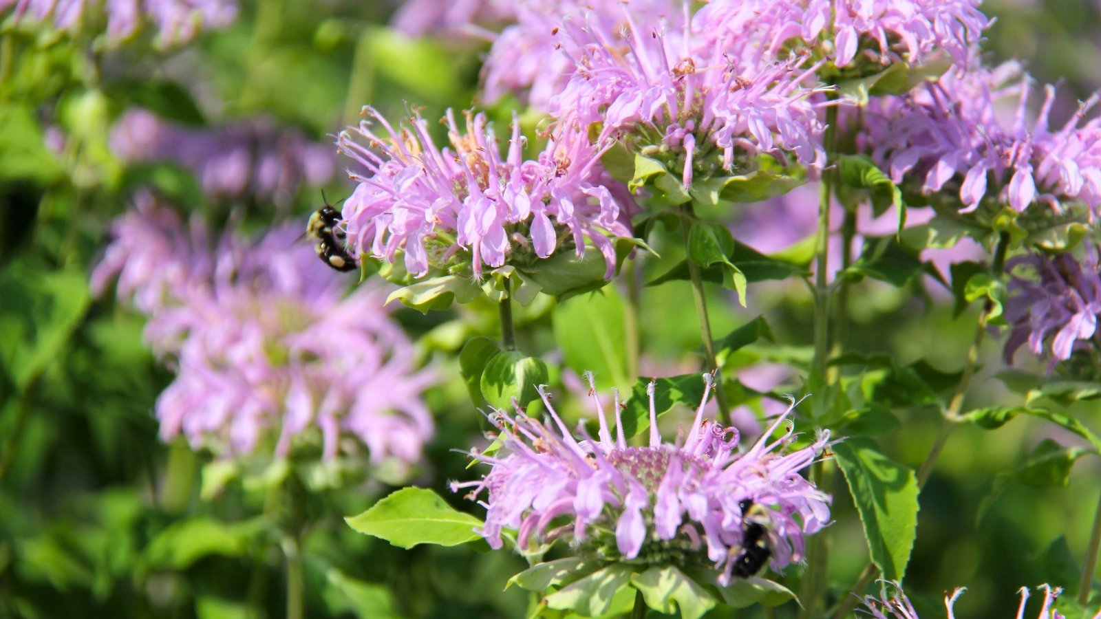 Fuzzy clusters of pale purple, tubular blossoms with long, delicate stamens emerging from the top of the stem.
