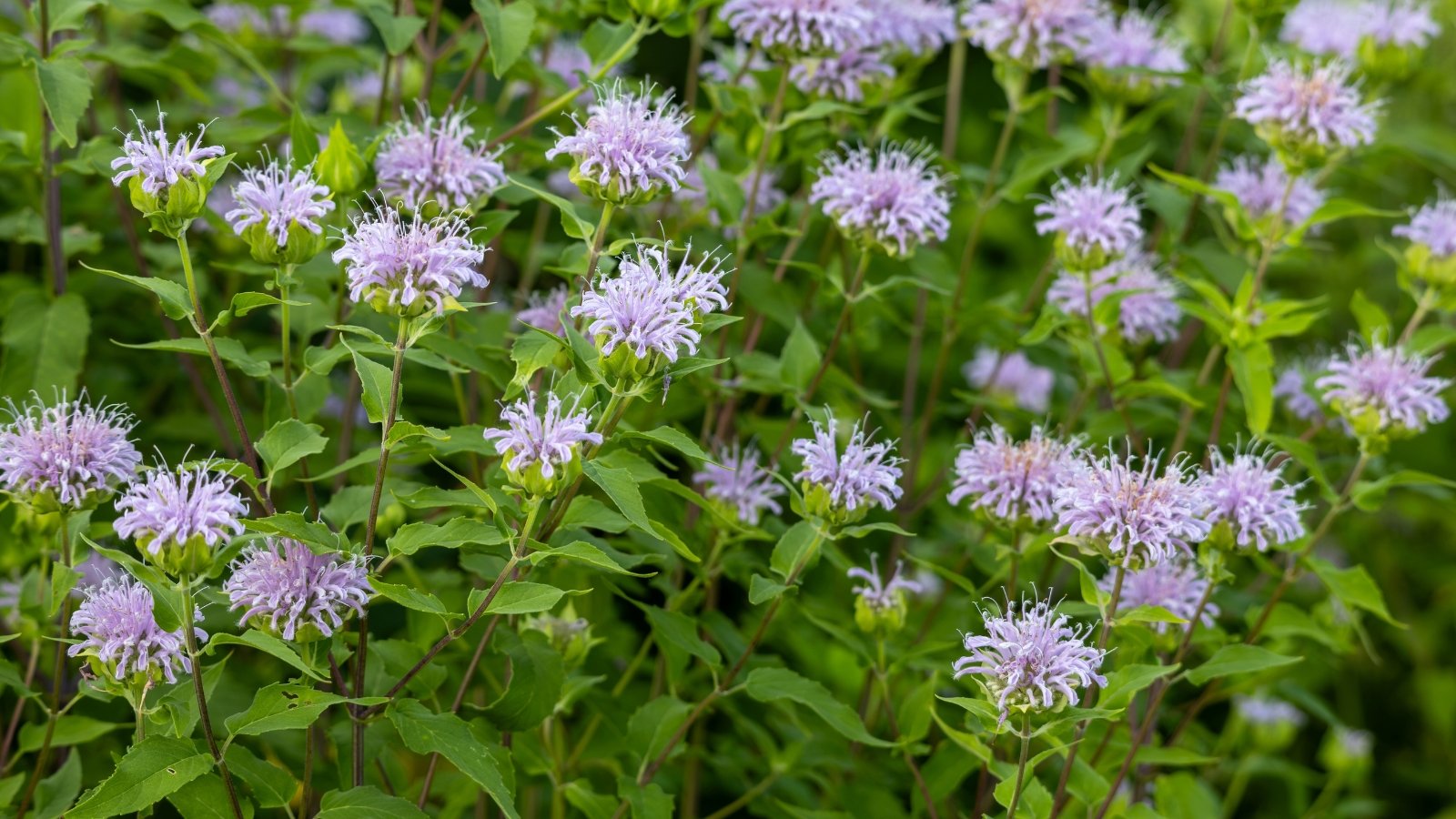 Clusters of tubular lavender flowers bloom atop square green stems, surrounded by aromatic, serrated green leaves.