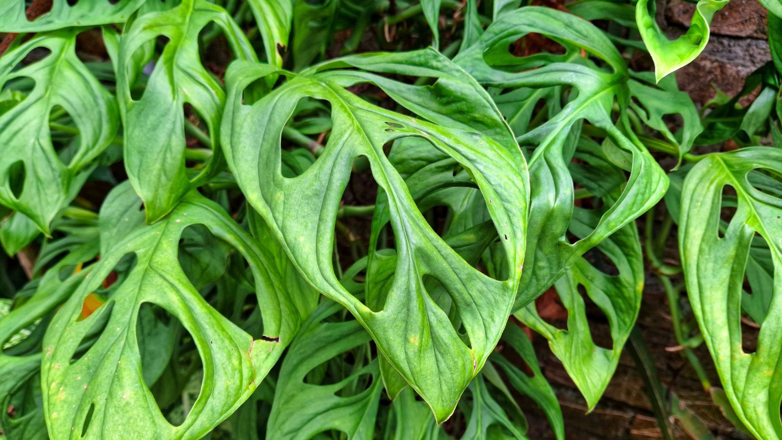 An area with lovely Monstera epipremnoides ‘Esculeto’ plants with bright green leaves near a red brick wall