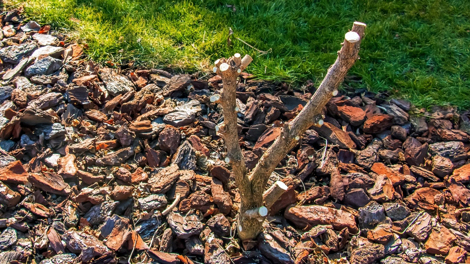 A cut-back hibiscus bush with short bare stems is surrounded by a layer of rich, brown bark mulch.