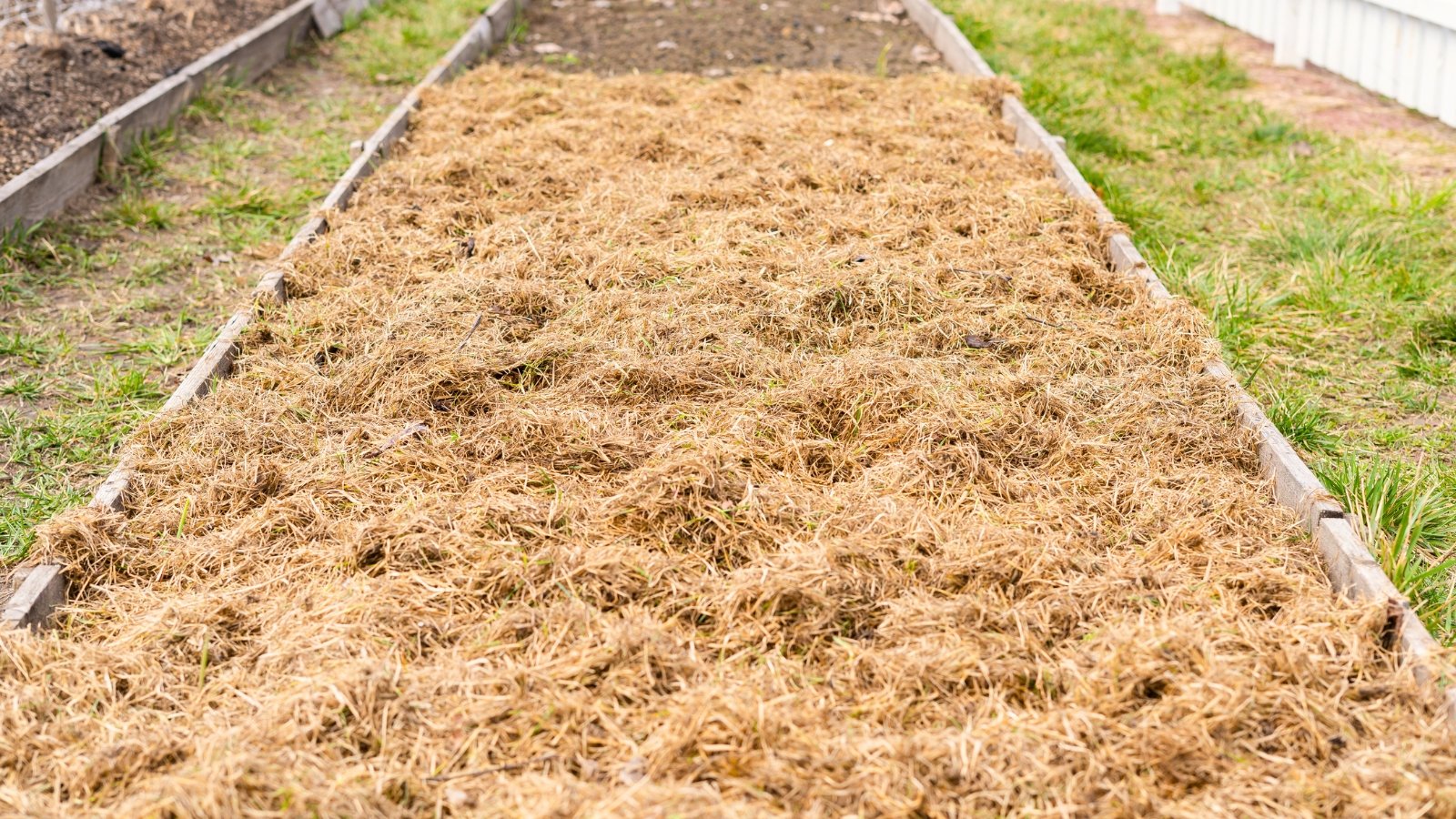 A large raised bed is covered with a thick layer of straw mulch in the garden.