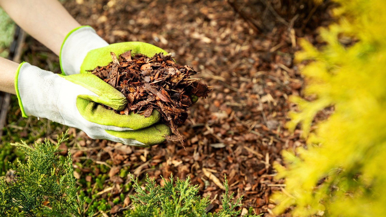 Women's hands in yellow gloves add wood chips mulch to a flowerbed with growing pine trees and bushes.