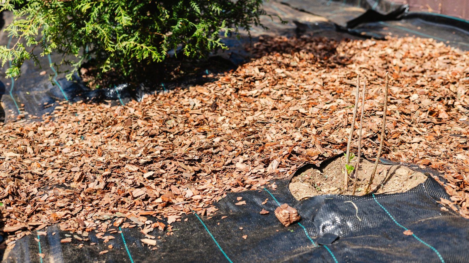Garden soil is mulched with a layer of agrotextile for weed protection, topped with decorative tree bark to create a neat, ornamental gardening look.