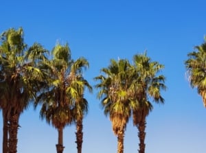 Multiple California fan palms appearing tall, appearing to have lovely green leaves with fan forms attached to sturdy trunks with the blue sky in the background