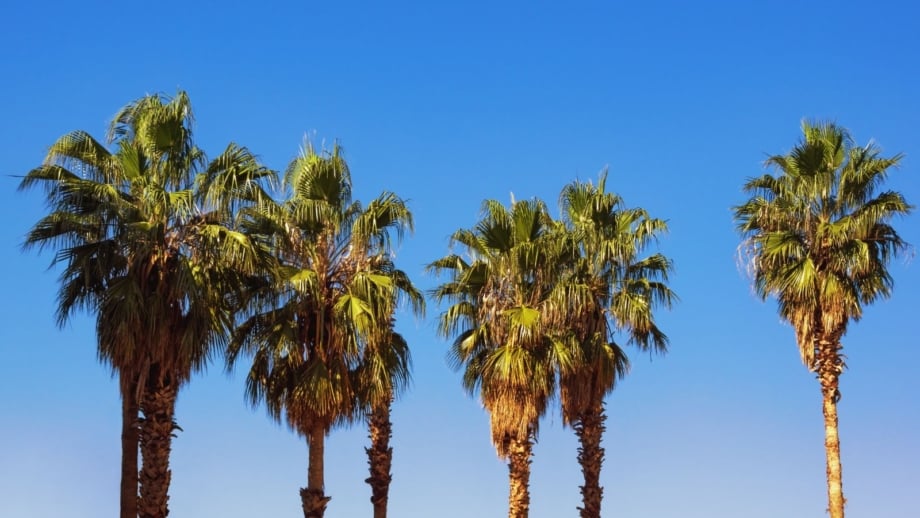 Multiple California fan palms appearing tall, appearing to have lovely green leaves with fan forms attached to sturdy trunks with the blue sky in the background