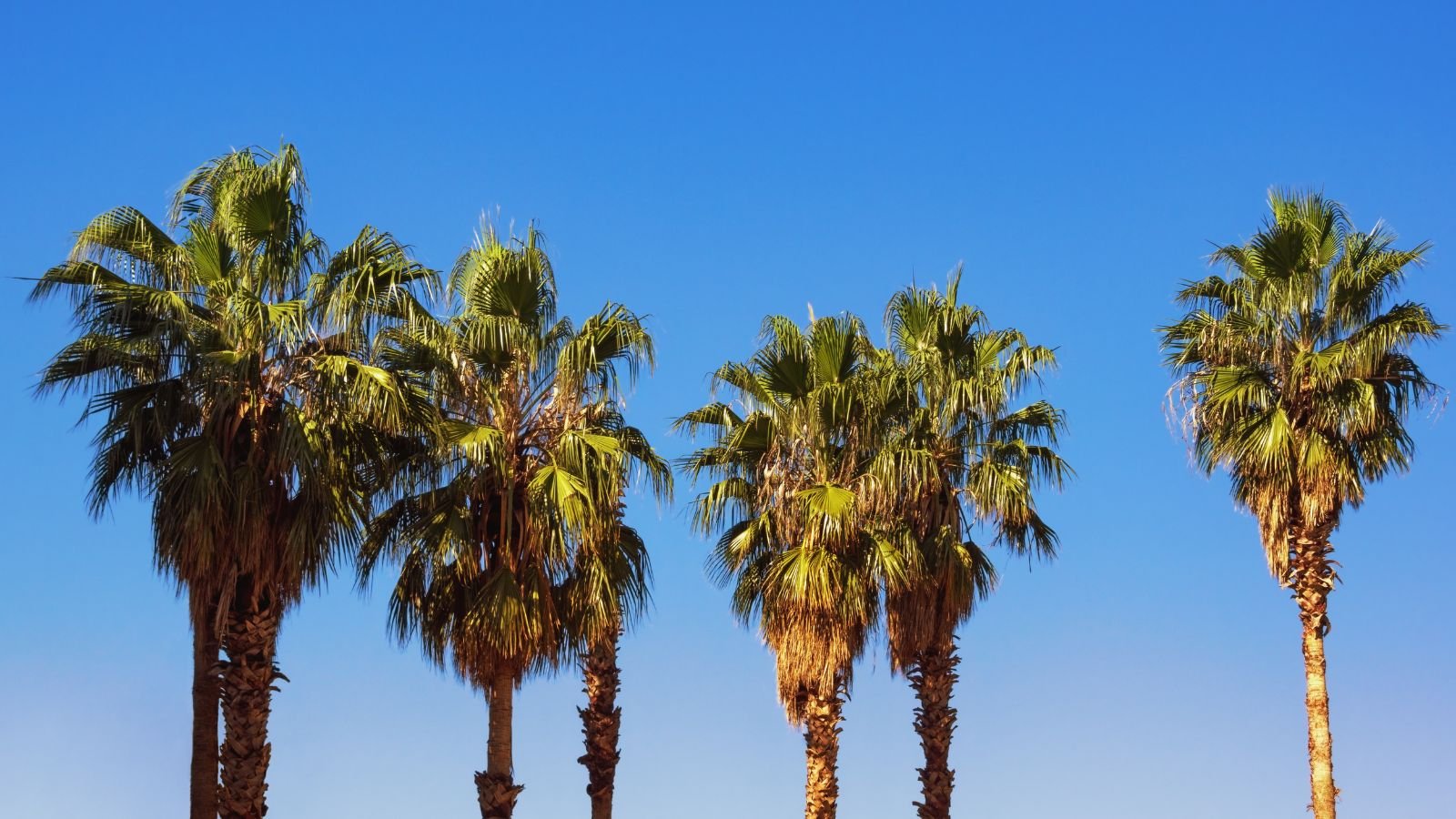 How to Plant, Grow, and Care For California Fan Palm Trees How to Plant, Grow, and Care For California Fan Palm Trees