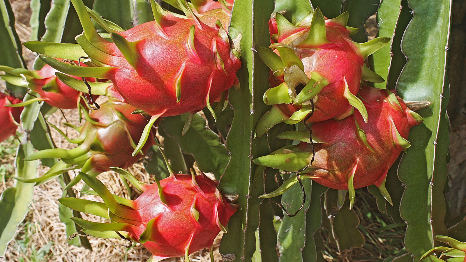 Multiple Hylocereus undatus fruits appearing pink under warm sunlight, with each piece still attached to the bright green stems