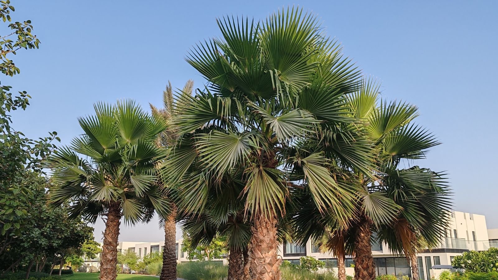 Multiple Washingtonia filifera in an area with bright green leaves, having the clear blue sky in the background