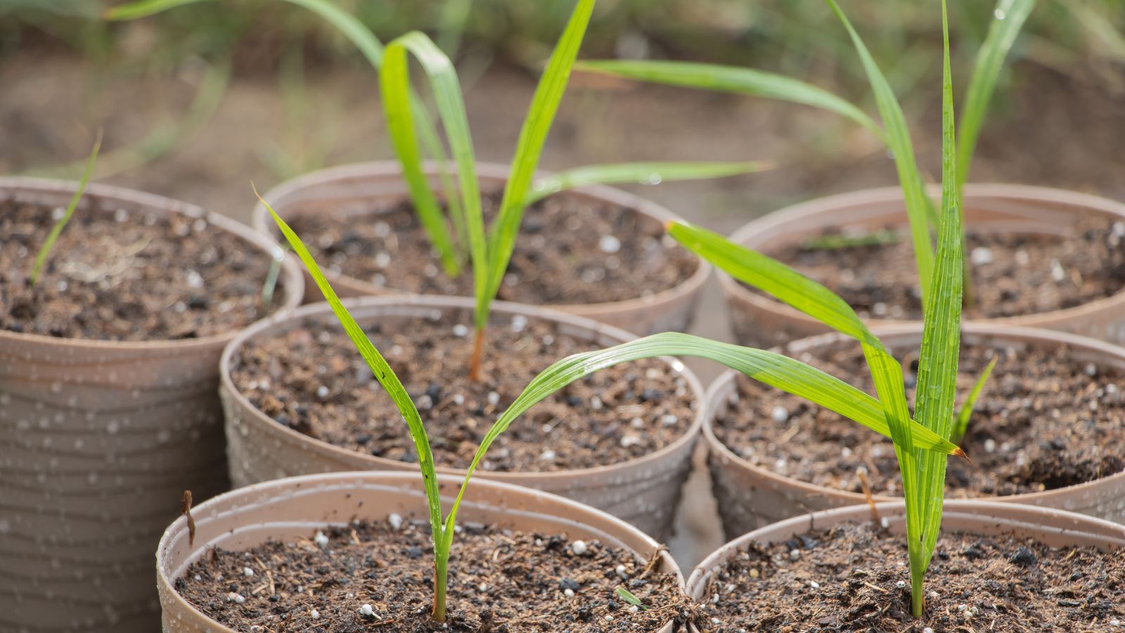 Multiple pots with Washingtonia filifera seedlings, having long blades of green leaves popping out of brown sandy loam soil