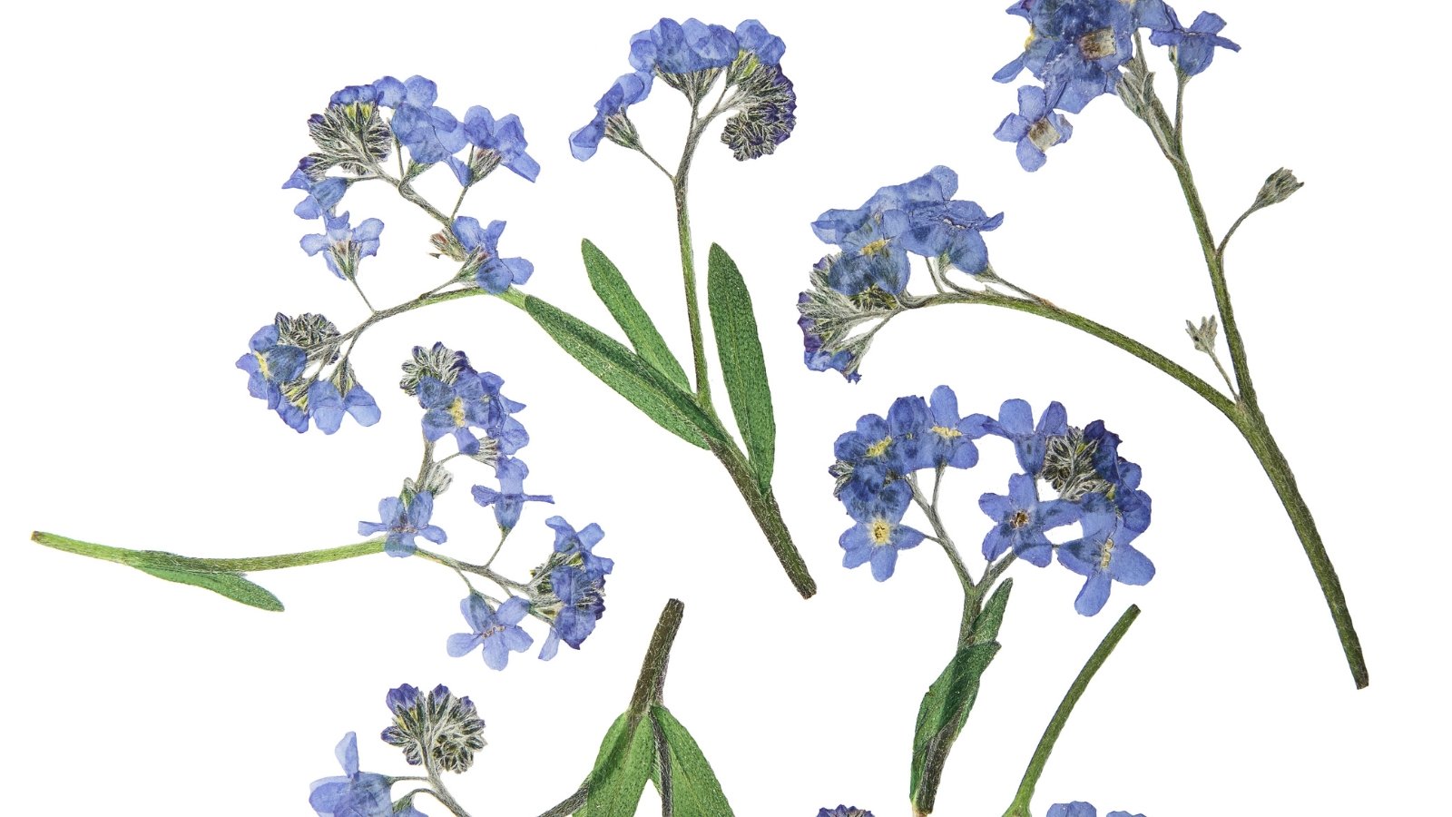 Tiny blue dried flowers with yellow centers attached to slender stems and narrow, lance-shaped green leaves, arranged flat on a white background.
