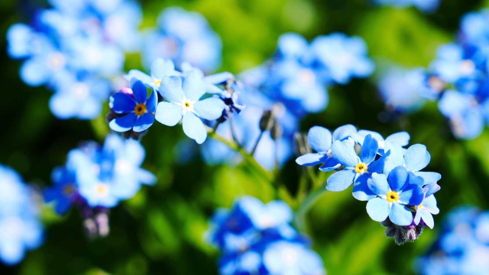 A close-up of a cluster of small, true-blue flowers, each with five rounded petals and a tiny yellow eye.