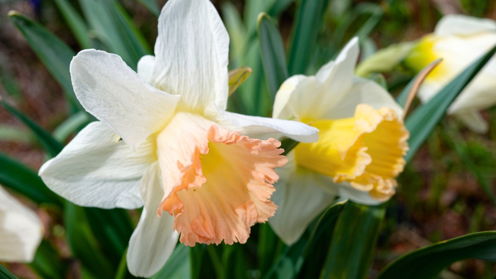 Wide, pure white outer petals surround a large, ruffled cup that transitions from a pale peach-pink to a deeper yellow at the base.