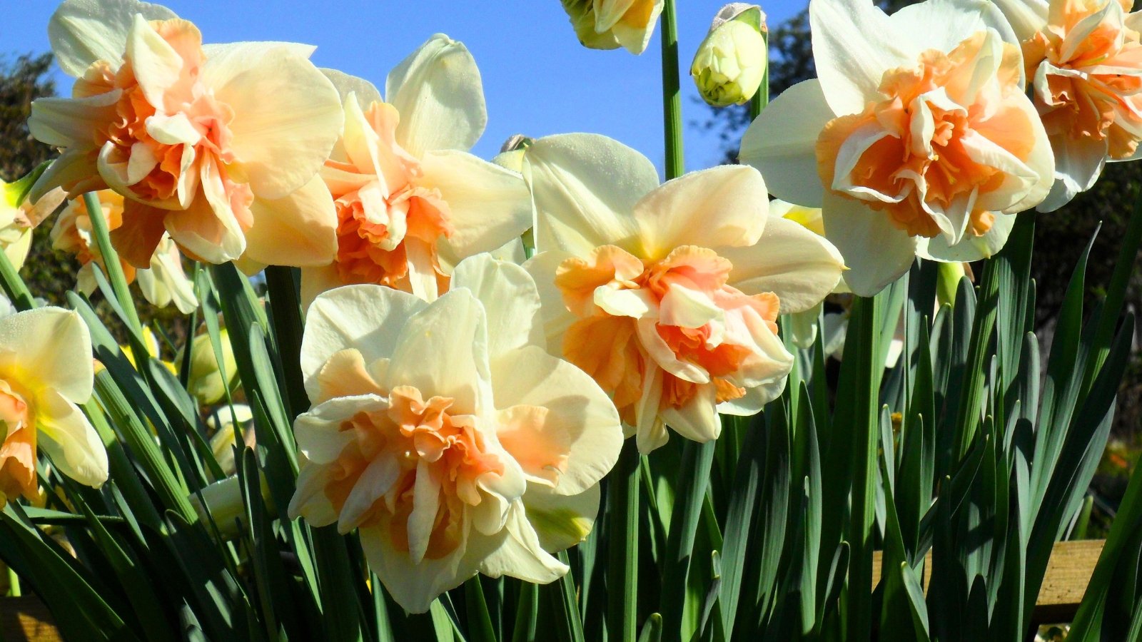 Large flowers with creamy white outer petals surround a shaggy, double cup of ruffled, apricot-orange segments.