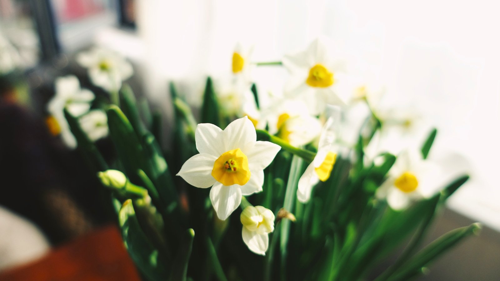A bouquet of white flowers featuring six flat petals surrounding a short, contrasting yellow cup at the center.