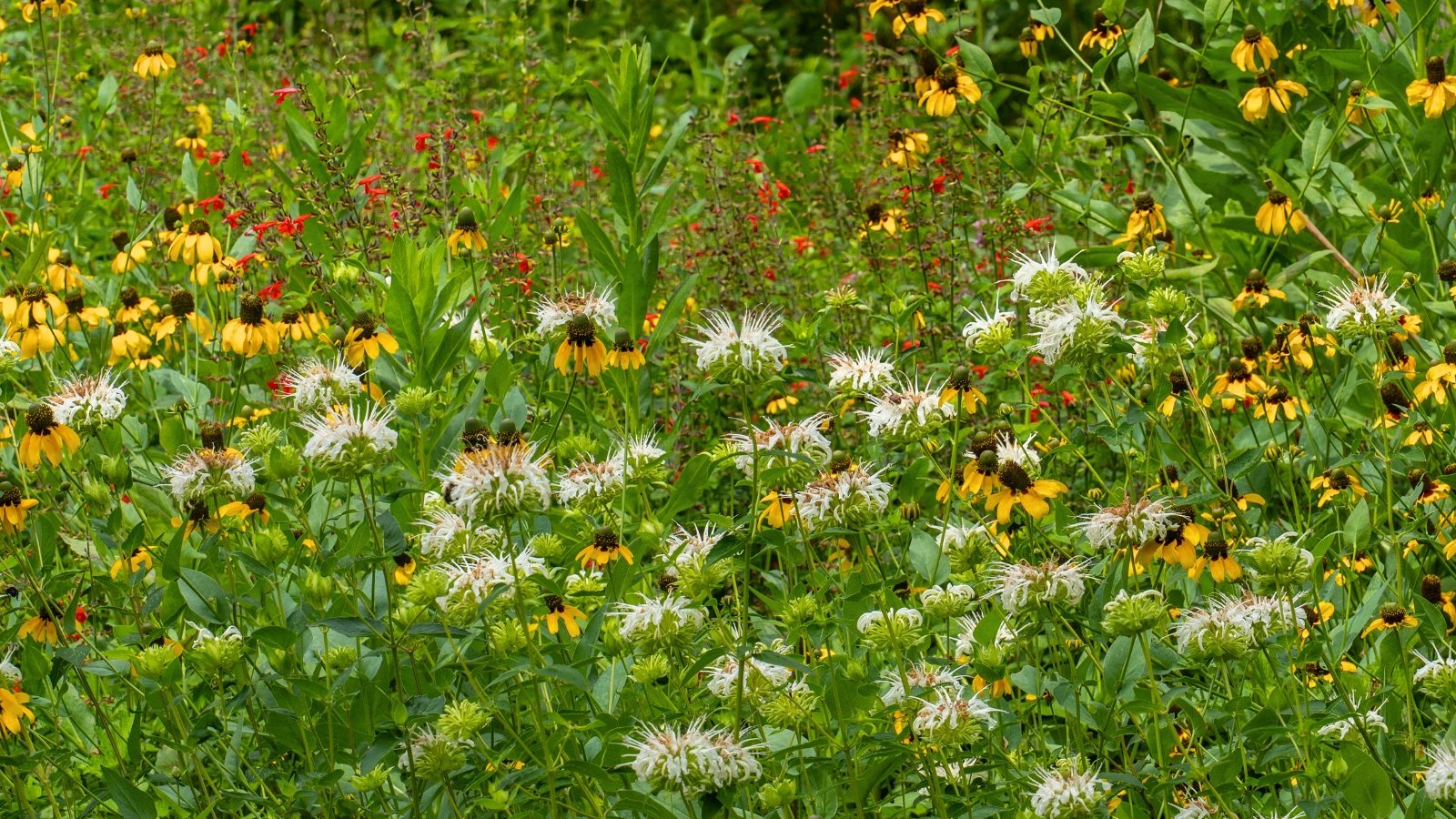 A thick meadow features white and yellow coneflowers with shaggy petals, interspersed with delicate, light pink and white puffball blooms on tall green stems.