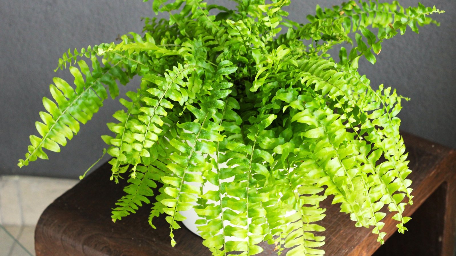 A Nephrolepis with cascading arching green fronds sits in a white pot on a wooden shelf indoors.