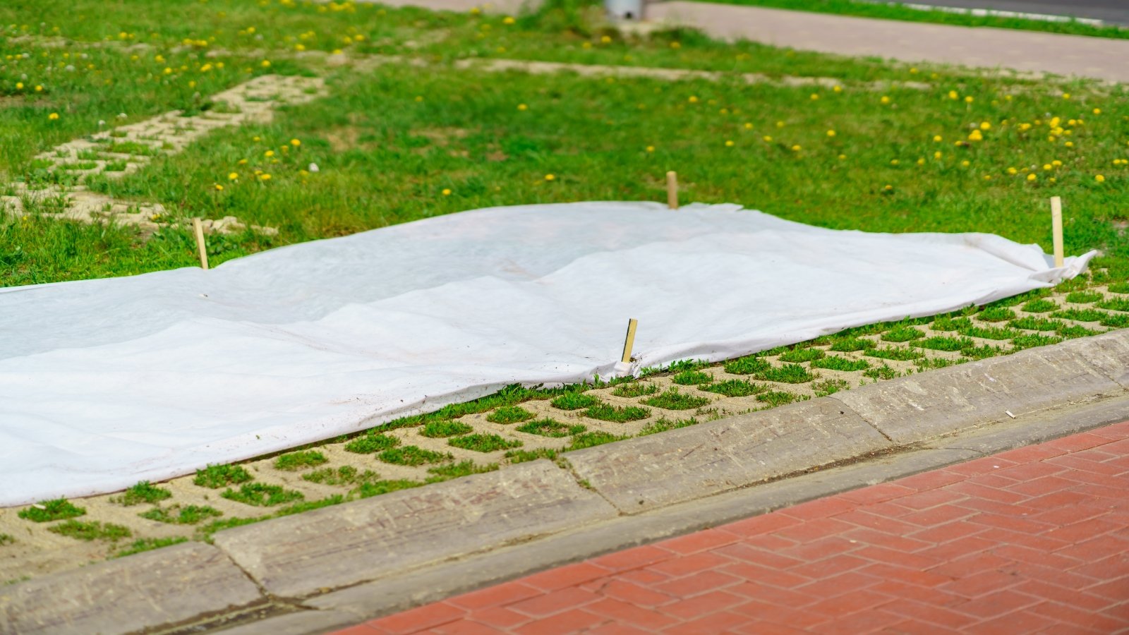 A newly overseeded lawn is protected by a layer of white frost cloth secured to the ground with short wooden stakes.