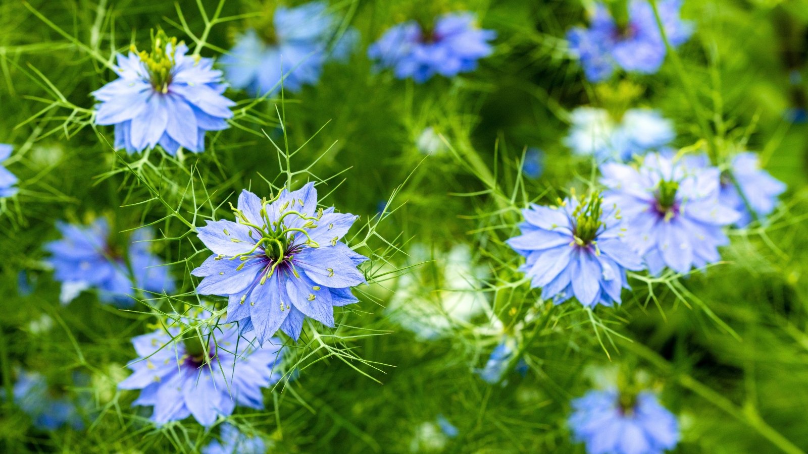 Lacy, star-shaped flowers with pale blue petals and a unique spray of fine, bright green, feathery foliage.