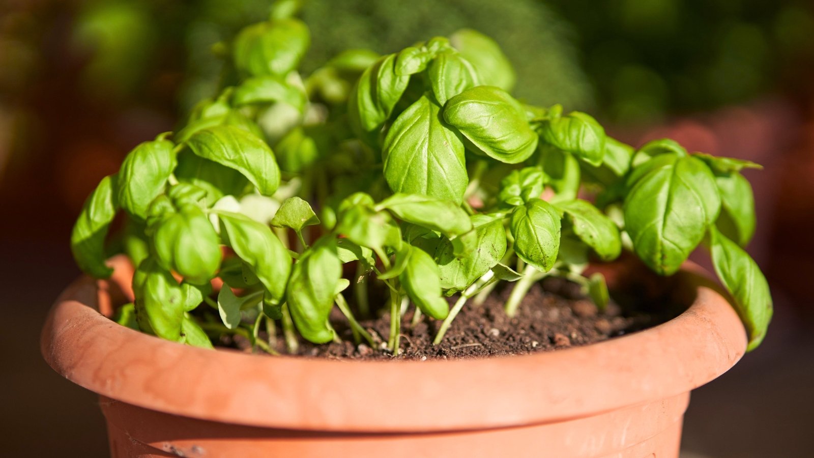 A cluster of round to oval, deep green leaves with slightly curled edges and smooth texture fills a terracotta-colored pot.