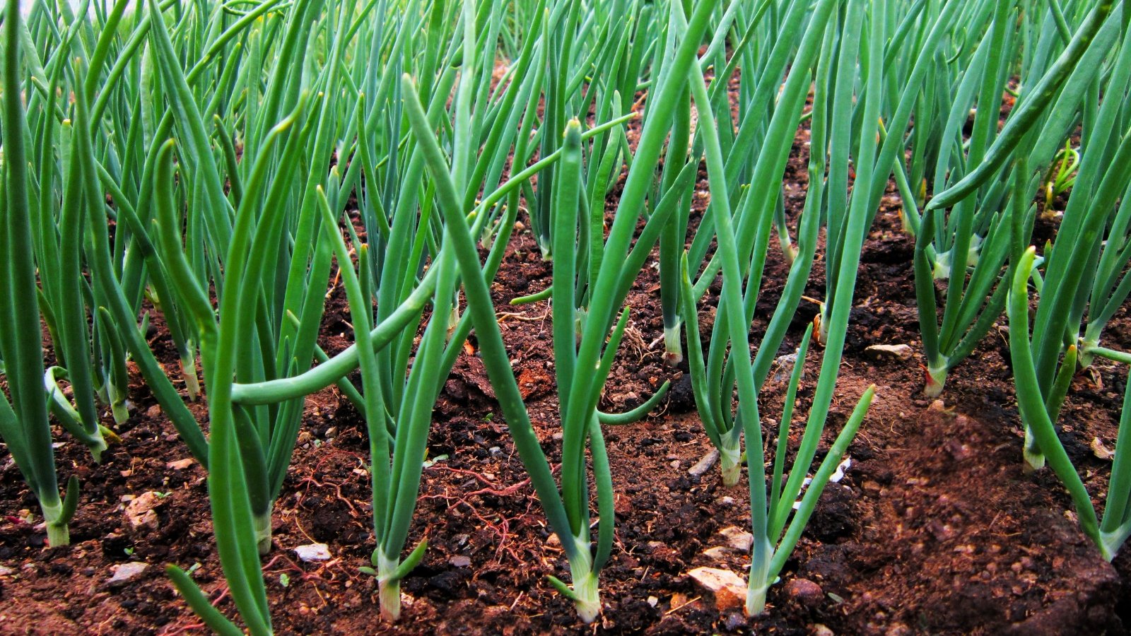 A field of uniform, tall, hollow, cylindrical stalks in a medium green color grows thickly out of reddish-brown soil.