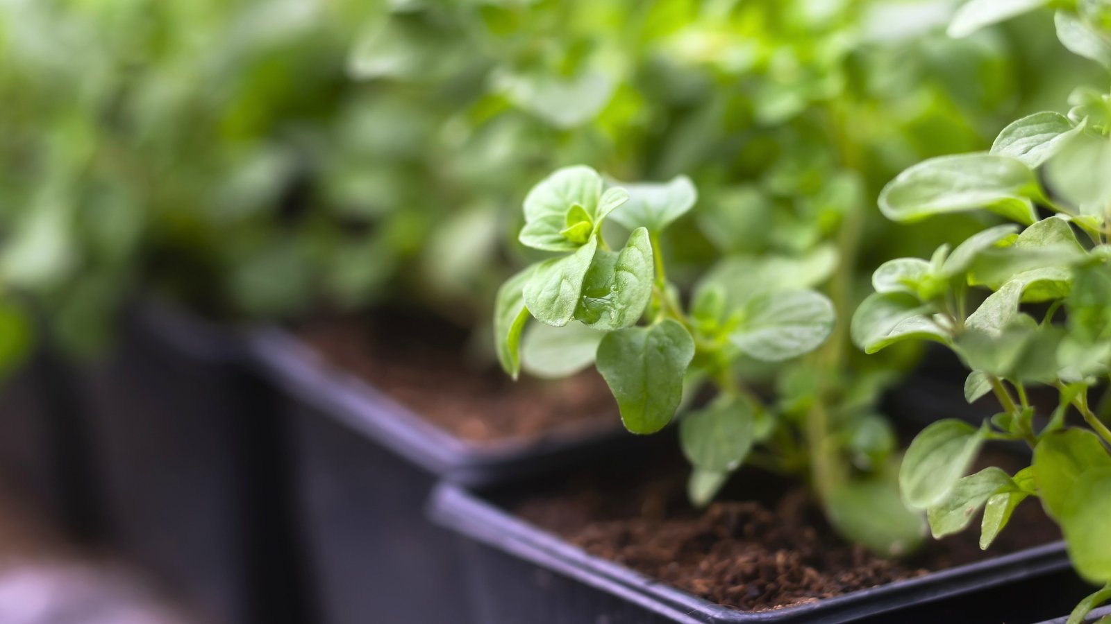 Small, soft, oval, light-green leaves with smooth edges are tightly clustered on low-growing, delicate stems.