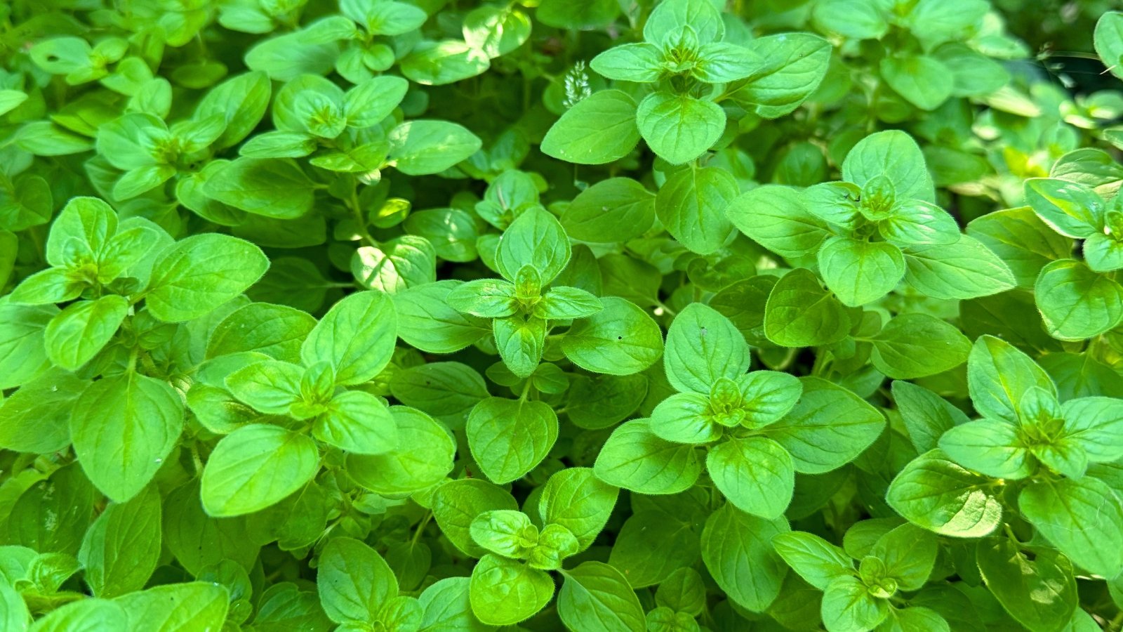 A dense mass of rounded-to-oval, bright green leaves with smooth margins and subtle velvety texture covers the foreground.